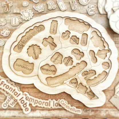 Brain